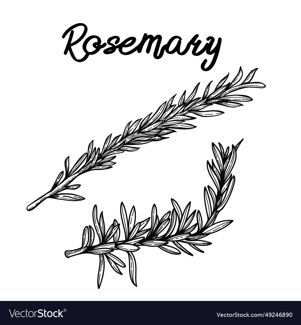 Rosemary branch isolated on white background Vector Image