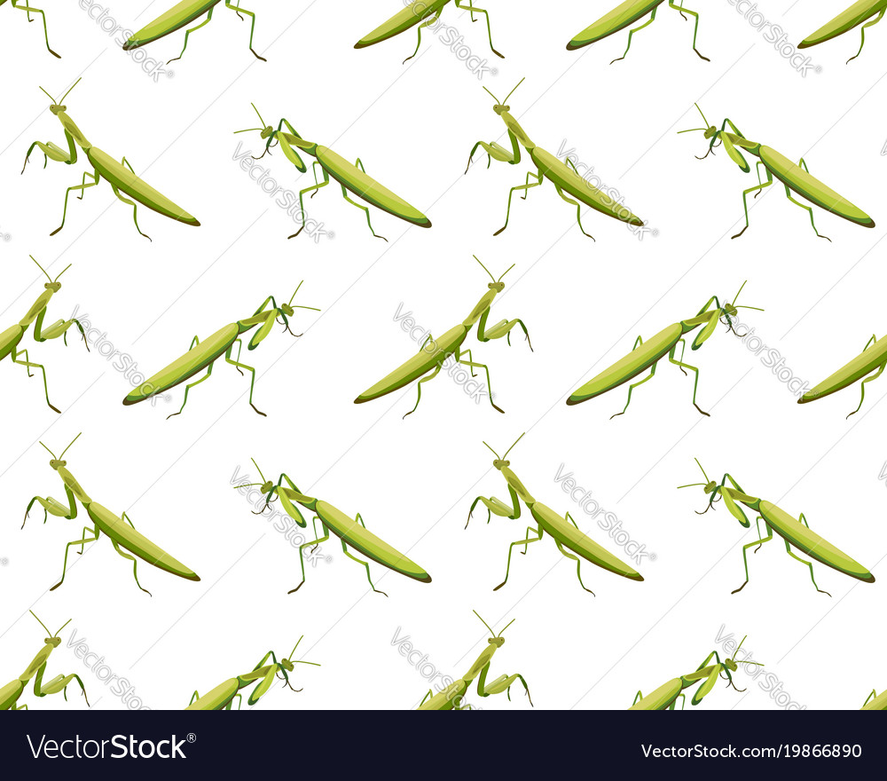 Seamless pattern of mantis on white background