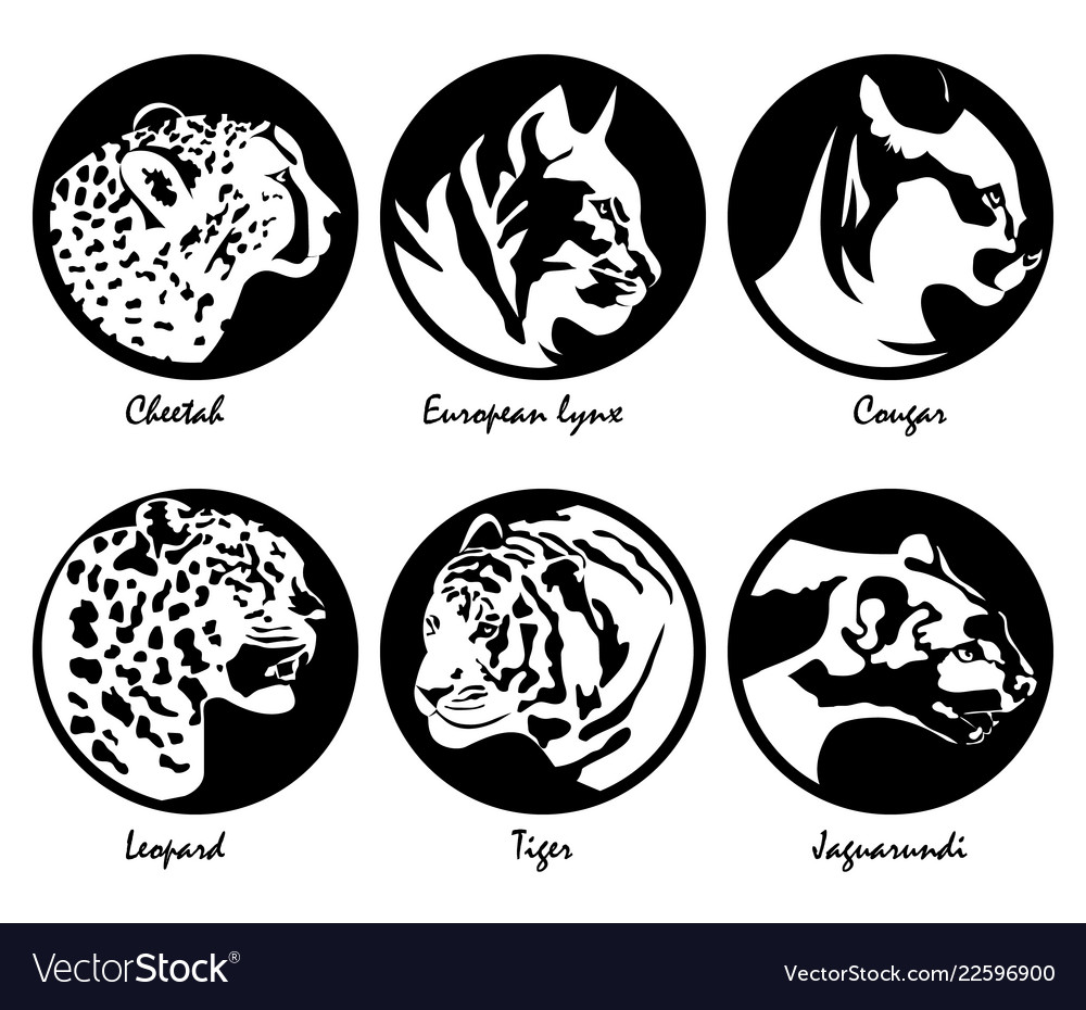 Big cats Vector Image Big cats