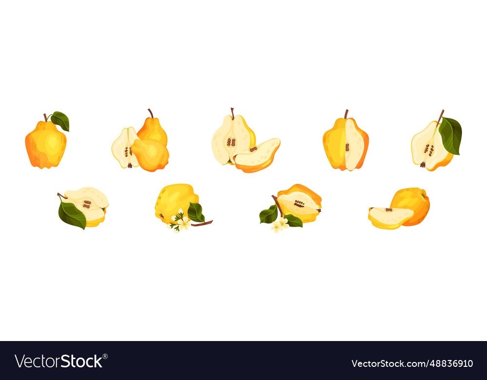 Quince fruit whole and half with stem set Vector Image