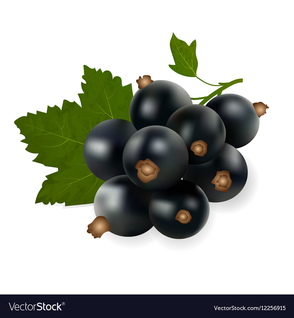 Fruit black currant