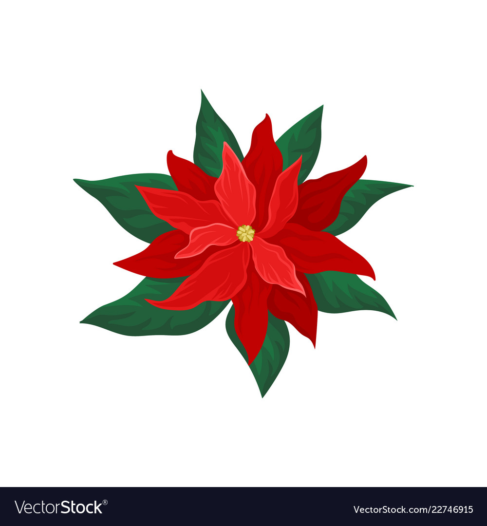 poinsettia with bright red petals and green leaves poinsetta design