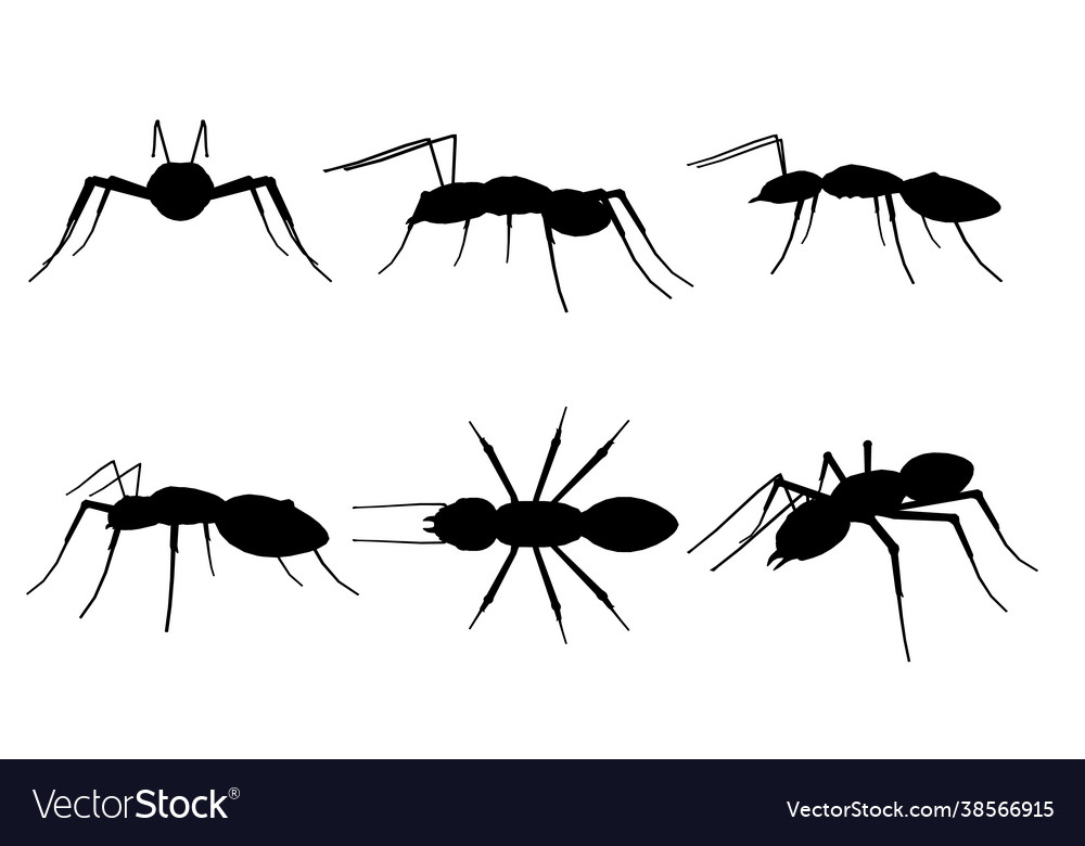 Set with silhouettes ant in different positions Vector Image