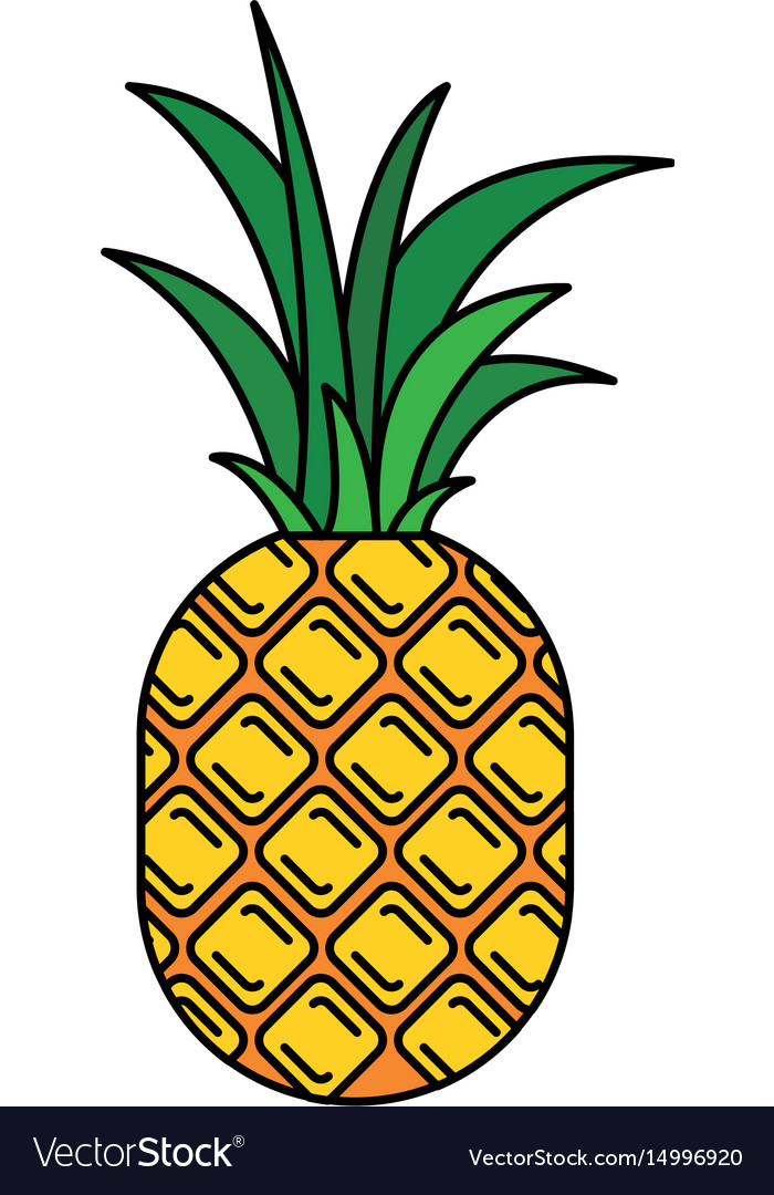 Colorful silhouette with pineapple fruit Vector Image