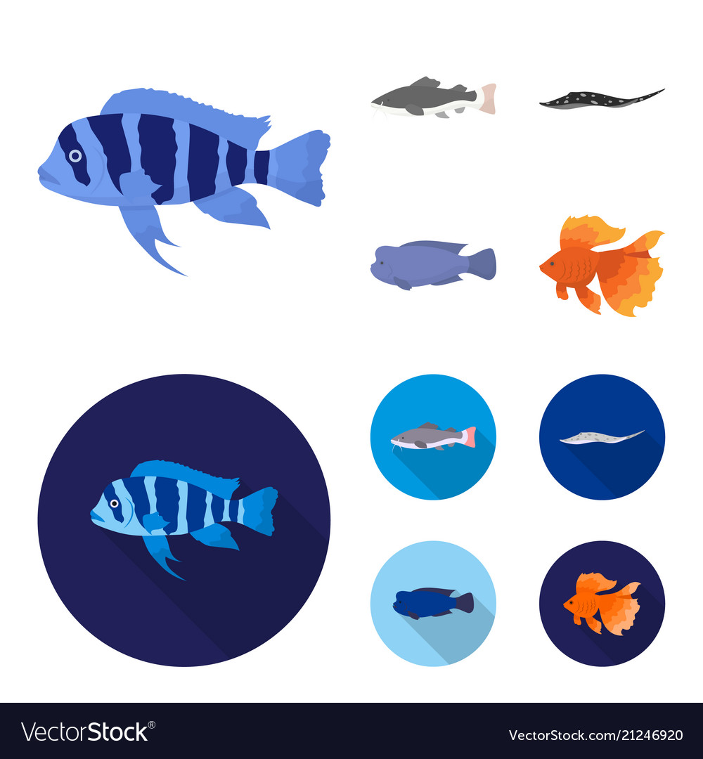 Frontosa cichlid hemioliopterus Royalty Free Vector Image