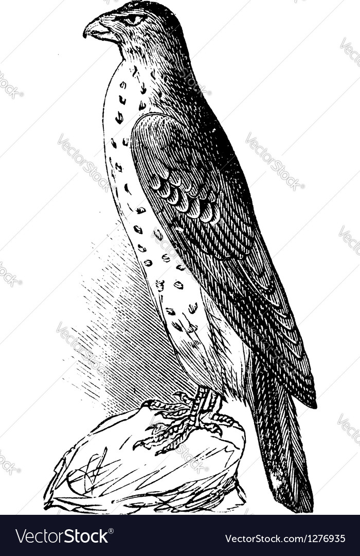 Coopers hawk vintage engraving