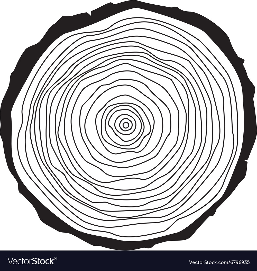 Tree Ring Cross-Section