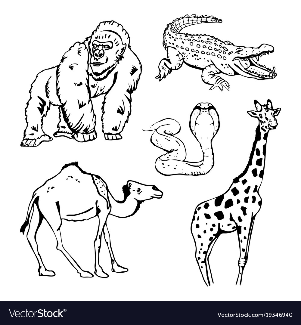 Hand-drawn pencil graphics african animals set Vector Image