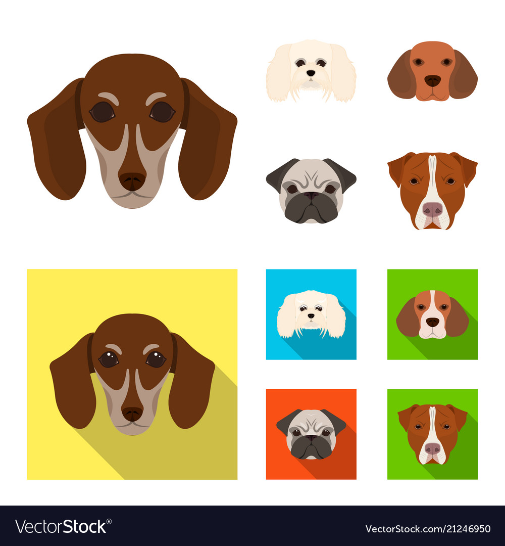 Muzzle of different breeds dogsdog breed Vector Image