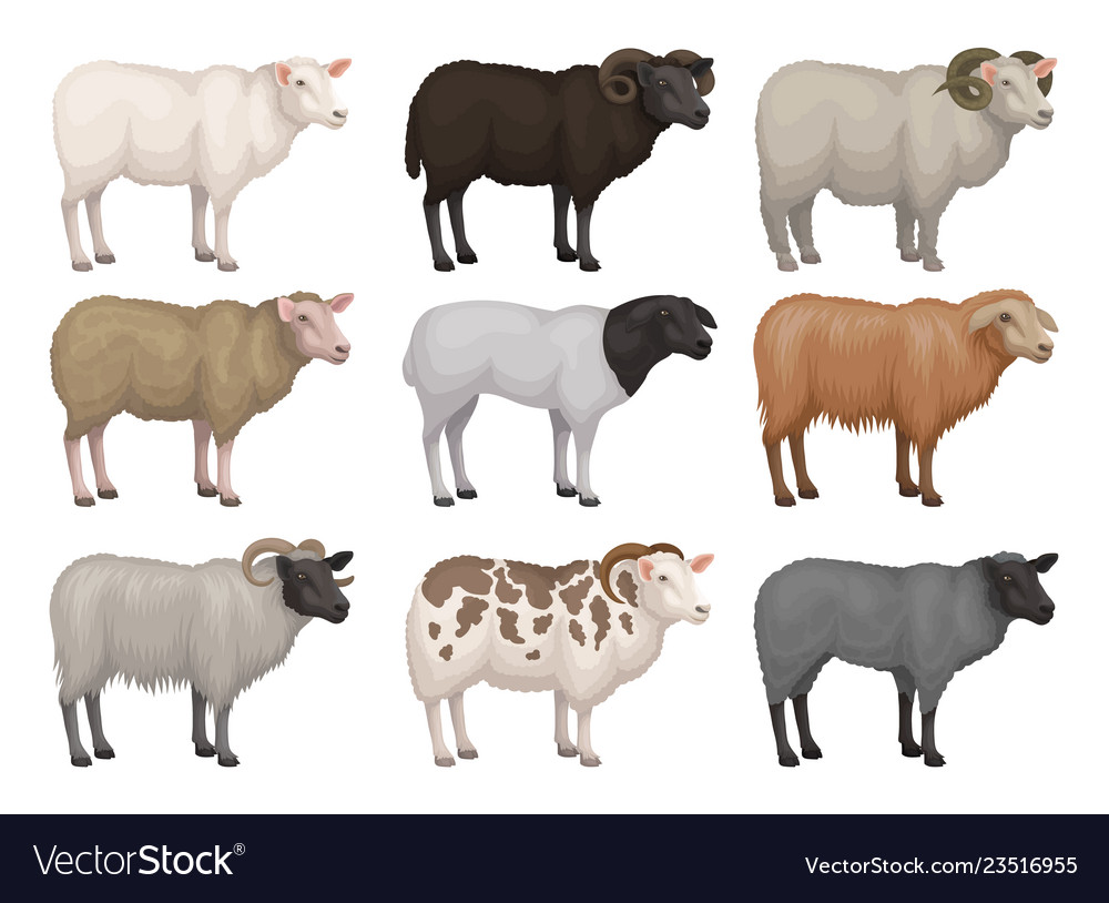 Flat set of sheeps and rams different