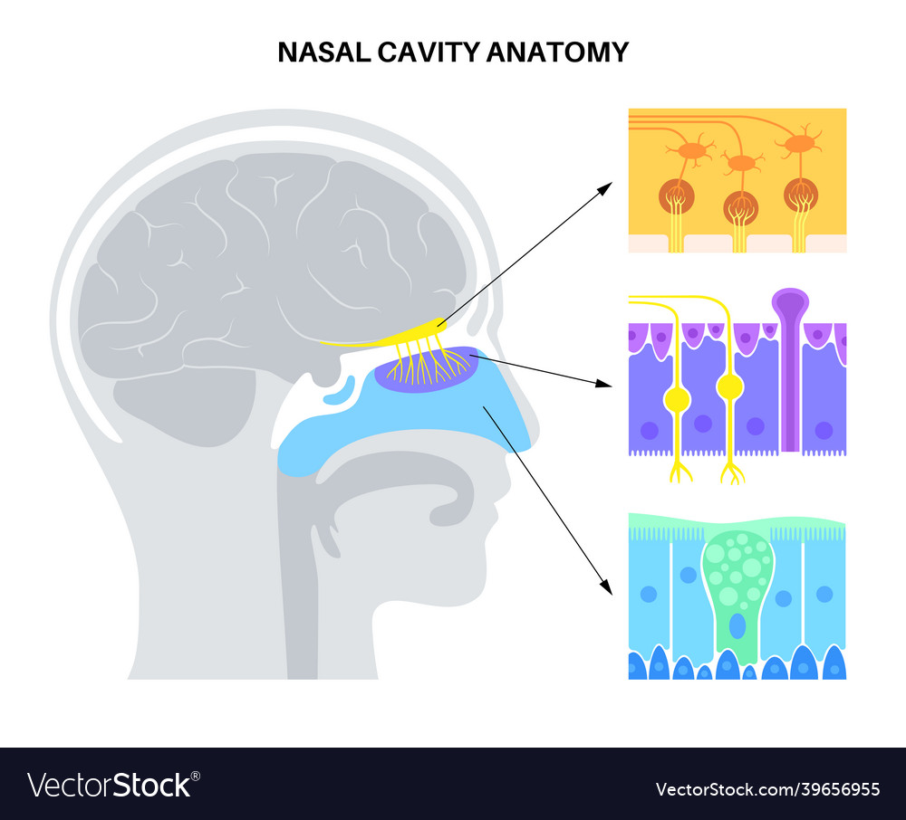 Nasal cavity anatomy