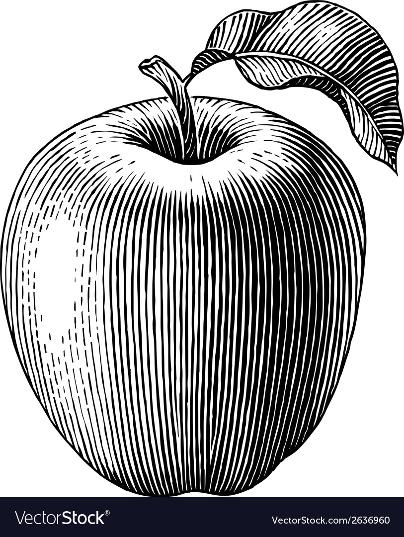 Engraved Apple Royalty Free Vector Image - Vectorstock