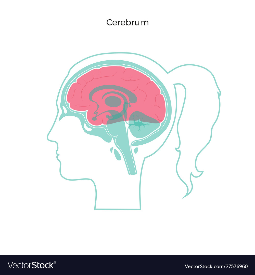 Isolated cerebrum