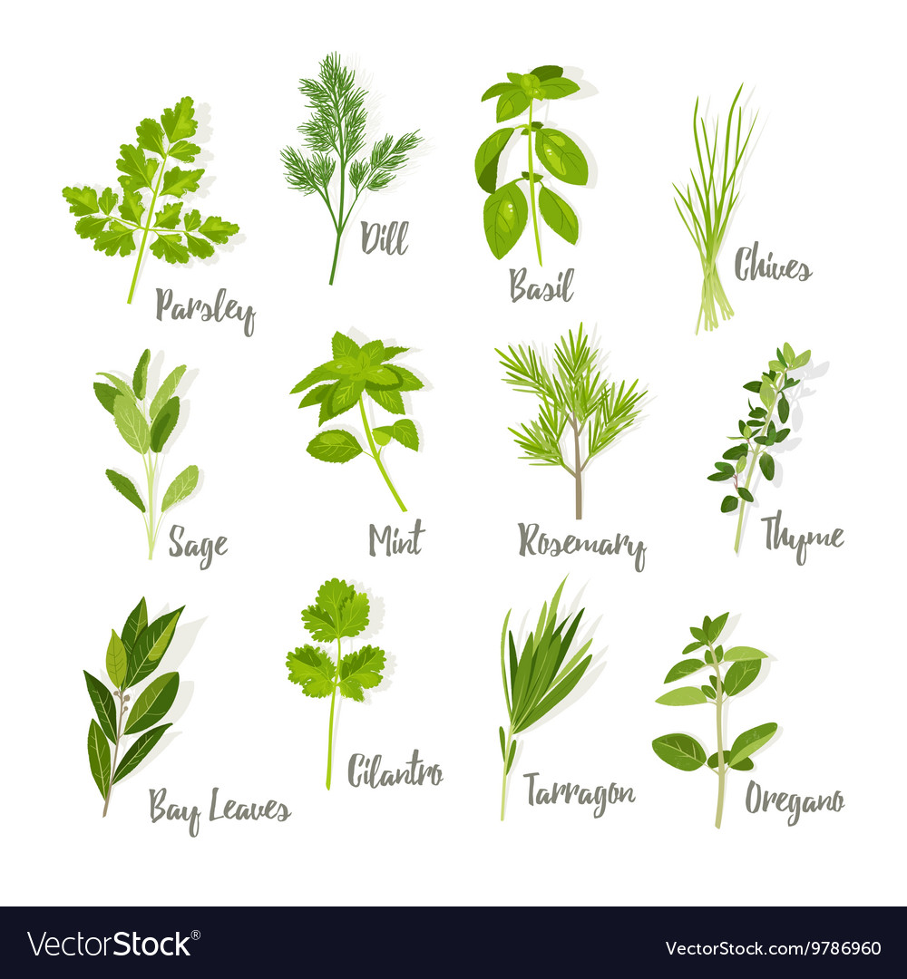 Set of herbs isolated Royalty Free Vector Image