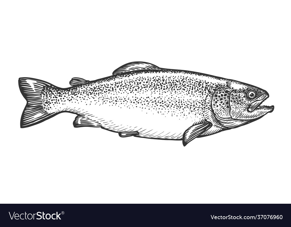 Sketch trout in vintage engraving style hand Vector Image