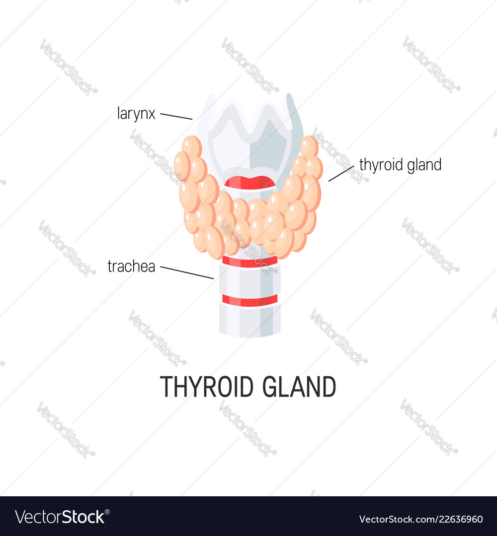 Thyroid gland Royalty Free Vector Image - VectorStock