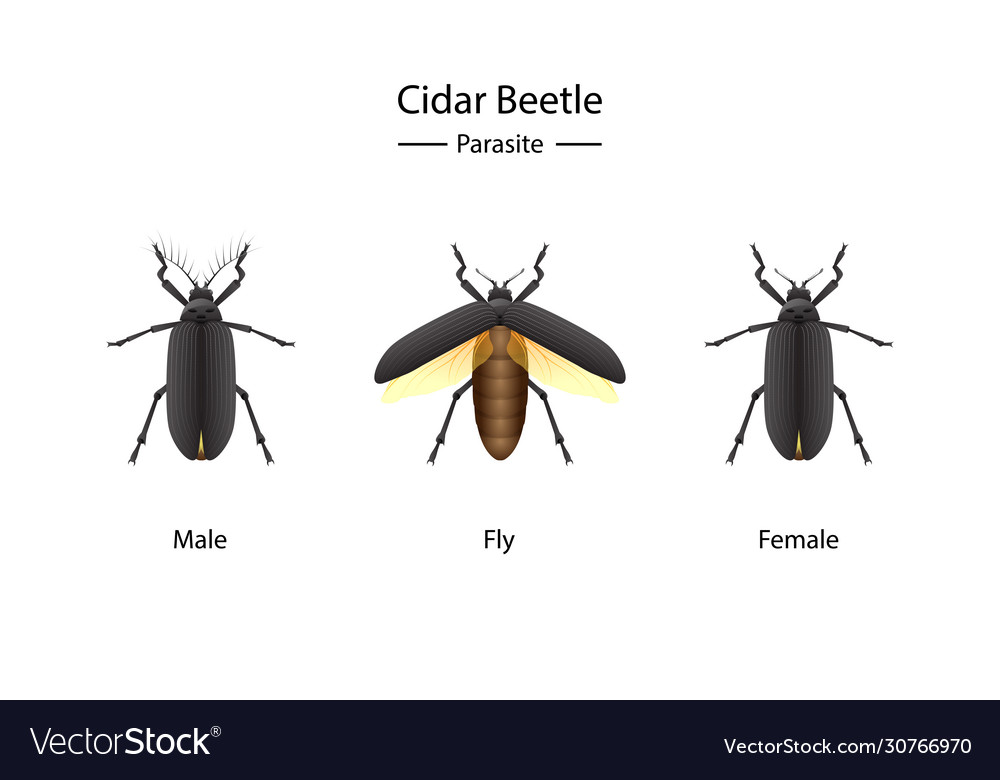 Cidar beetle