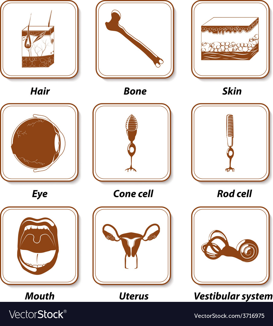 Human anatomy icon set