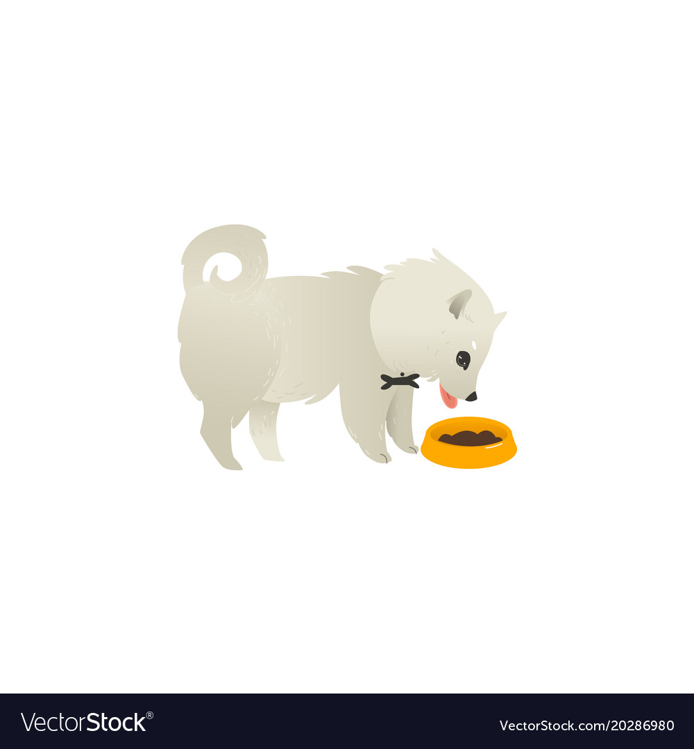 Cute fluffy little dog eating from bowl side view