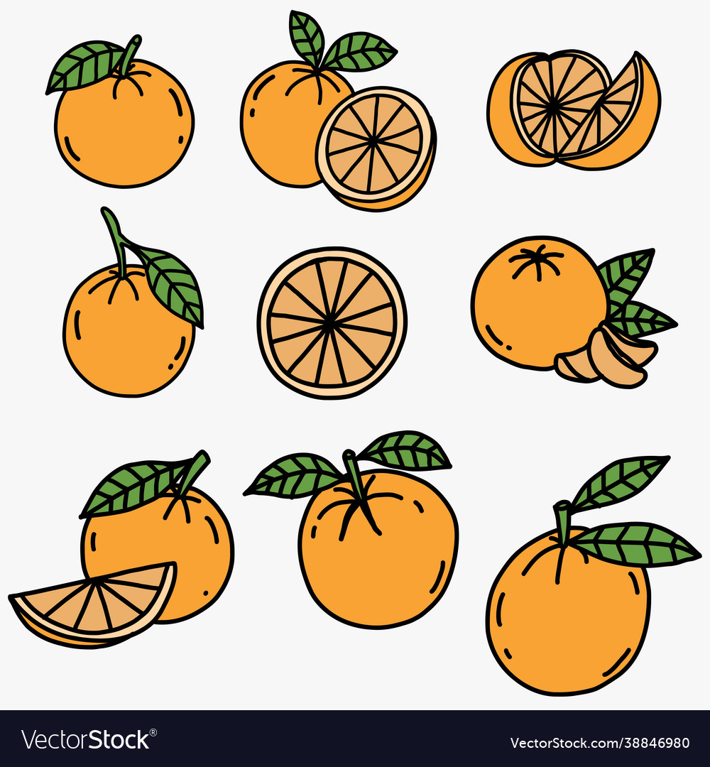 Doodle freehand sketch drawing orange fruit Vector Image