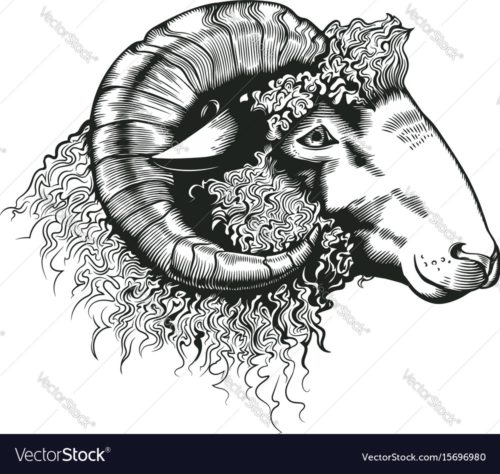 Head of ram hand drawn in antique etching style Vector Image