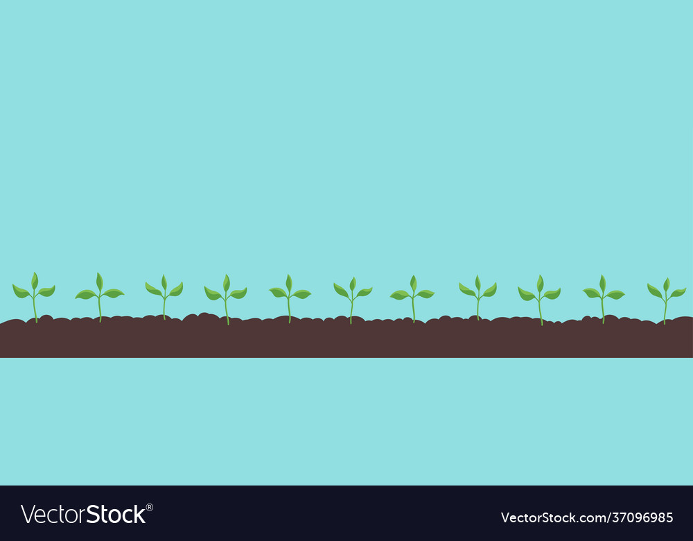 Seedlings auf dem Feld wachsende junge Pflanzen
