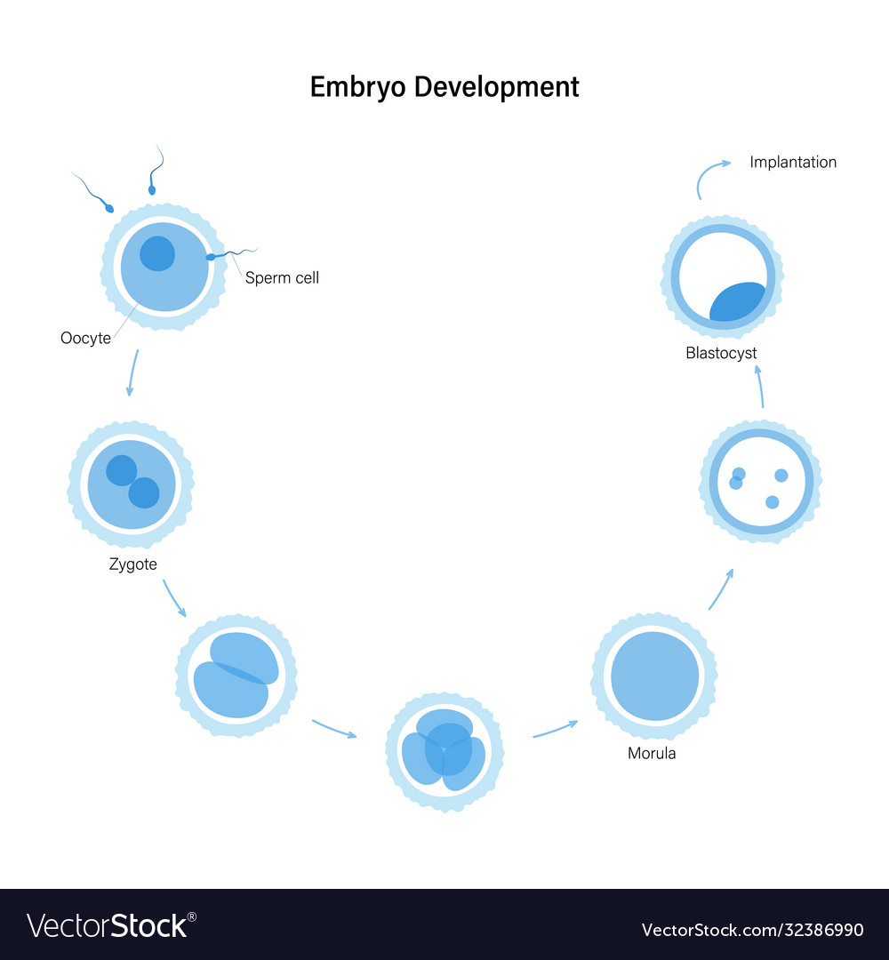 Reproductive system concept Royalty Free Vector Image