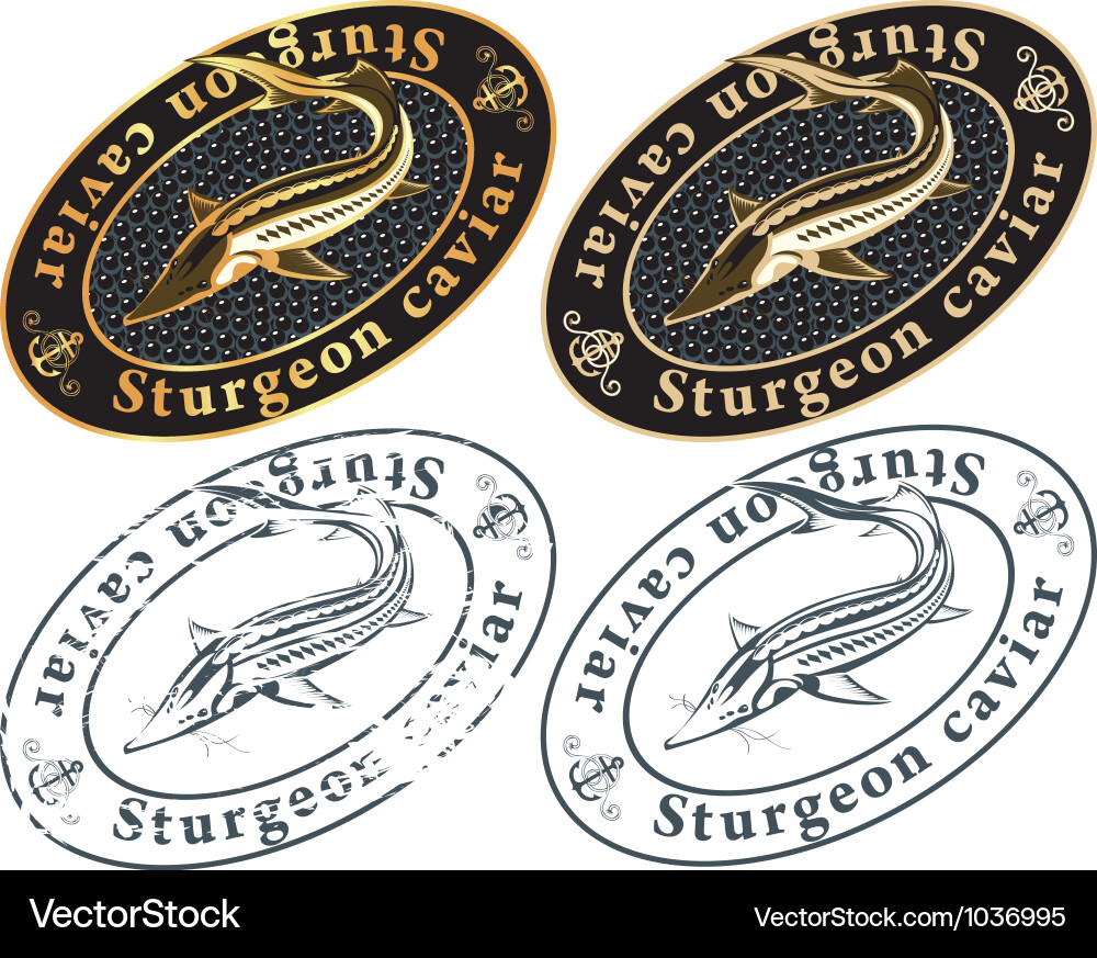 Caviar Royalty Free Vector Image - VectorStock