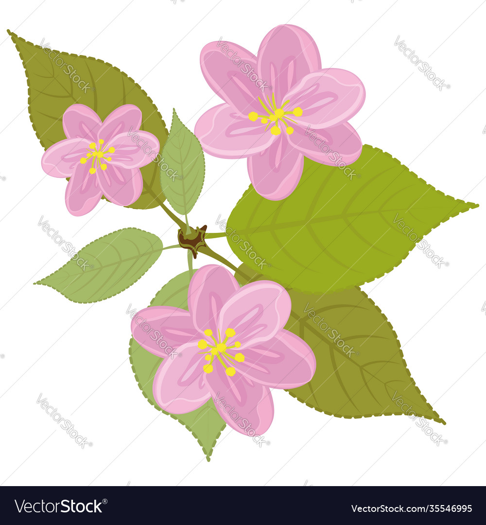 Fragment a sprig a flowering tree Royalty Free Vector Image