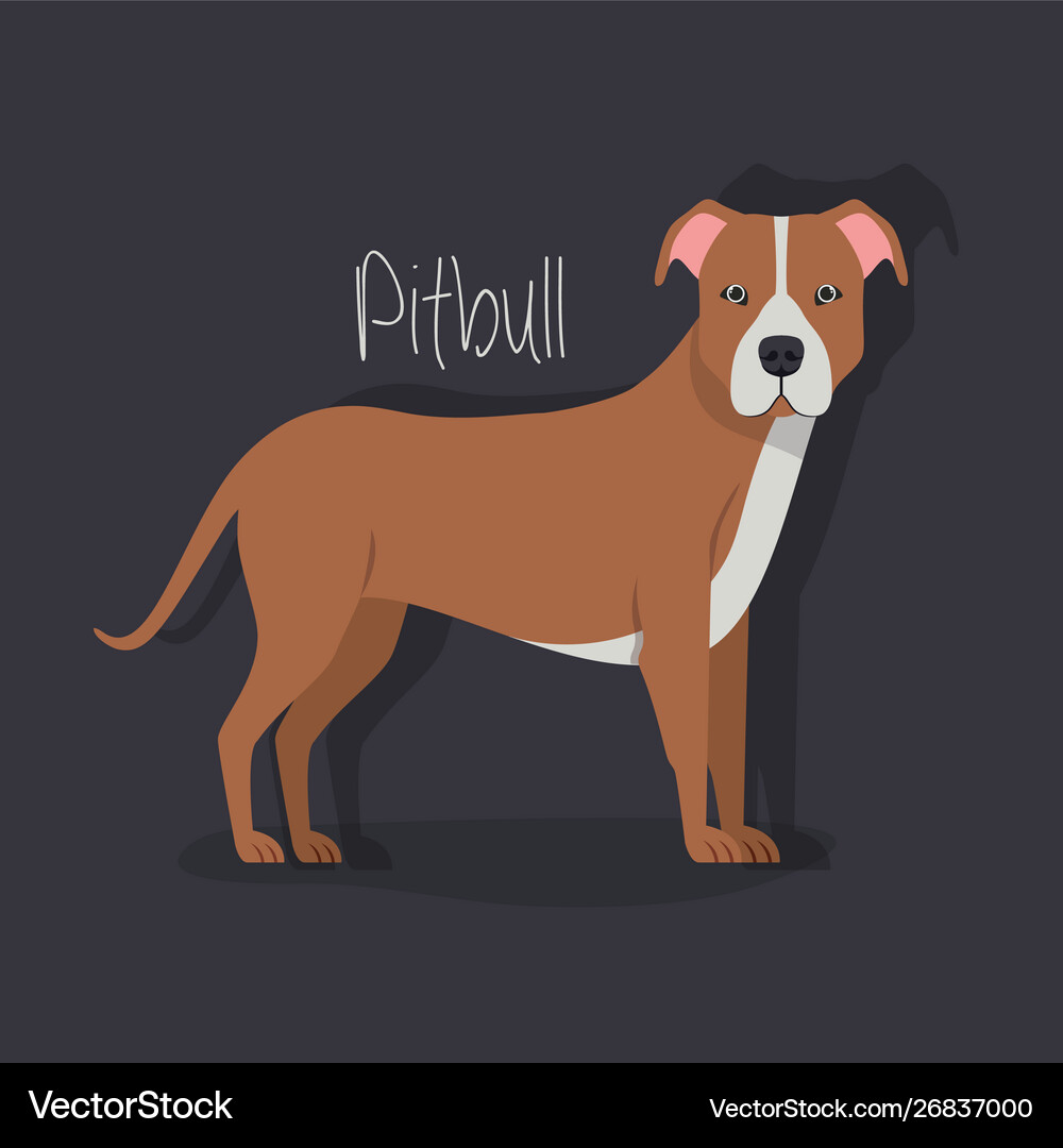 pitbull dog cute