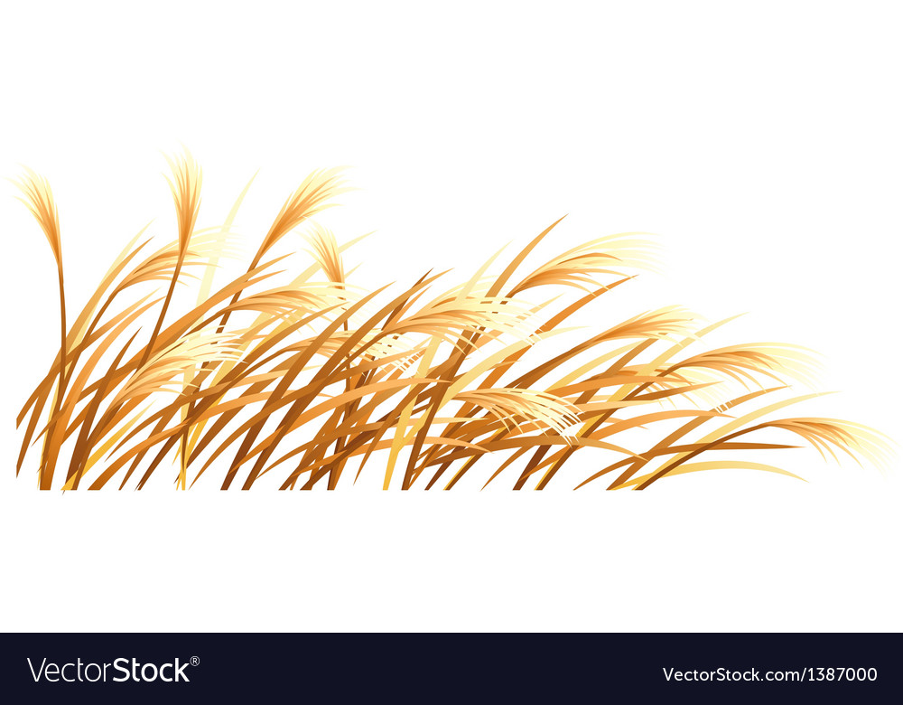 Icon reed Royalty Free Vector Image - VectorStock