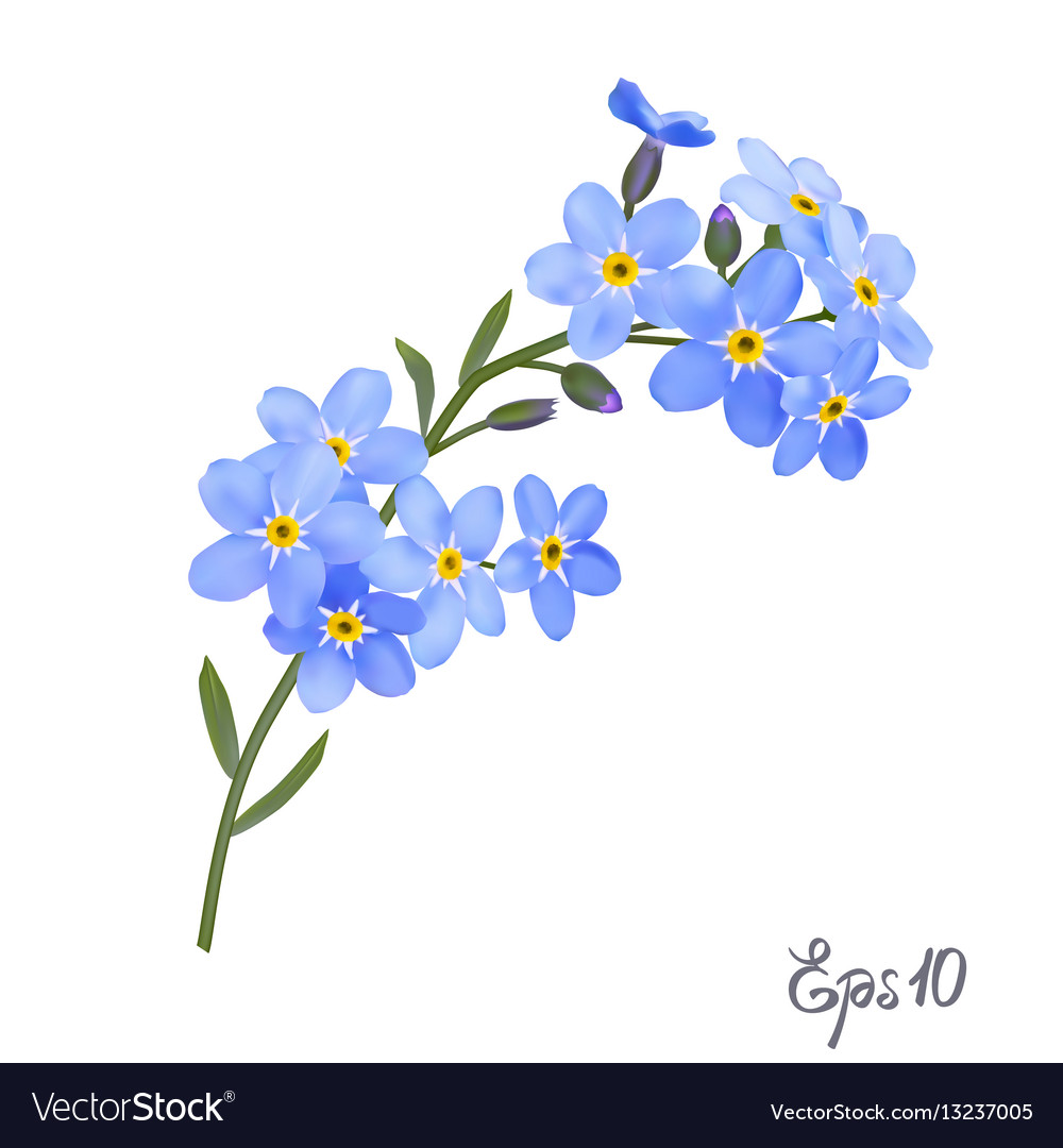 Forget Me Not Flowers