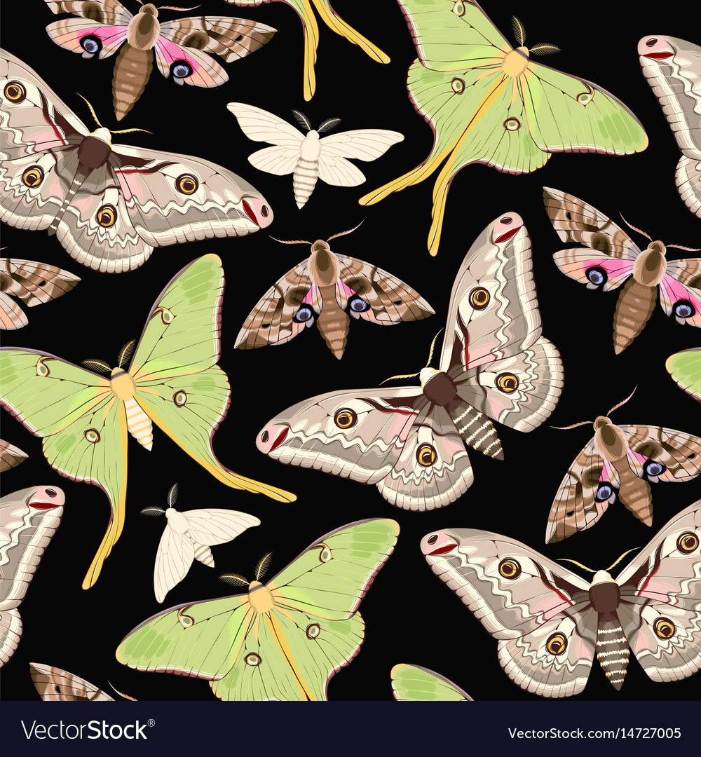 Pictures Of Moths Flying
