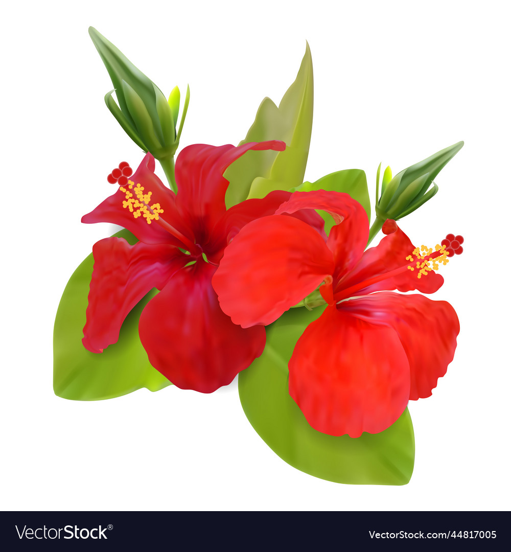 Realistic detailed 3d red hibiscus flower set