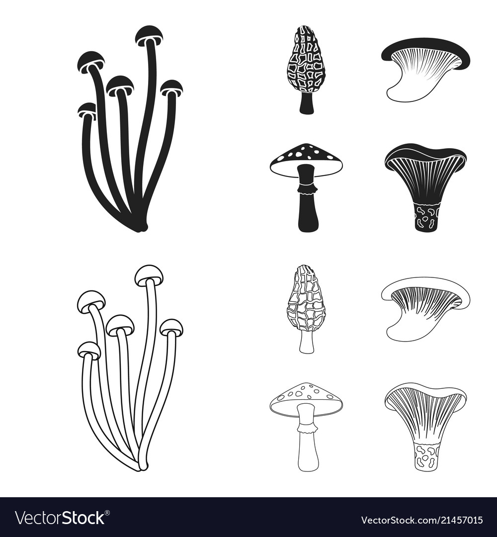 Morel oyster green amanita sagittarius indigo Vector Image