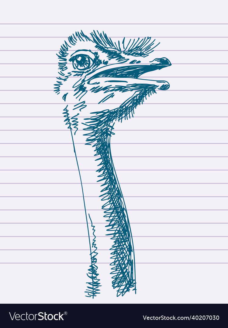 Hand drawn ostrich