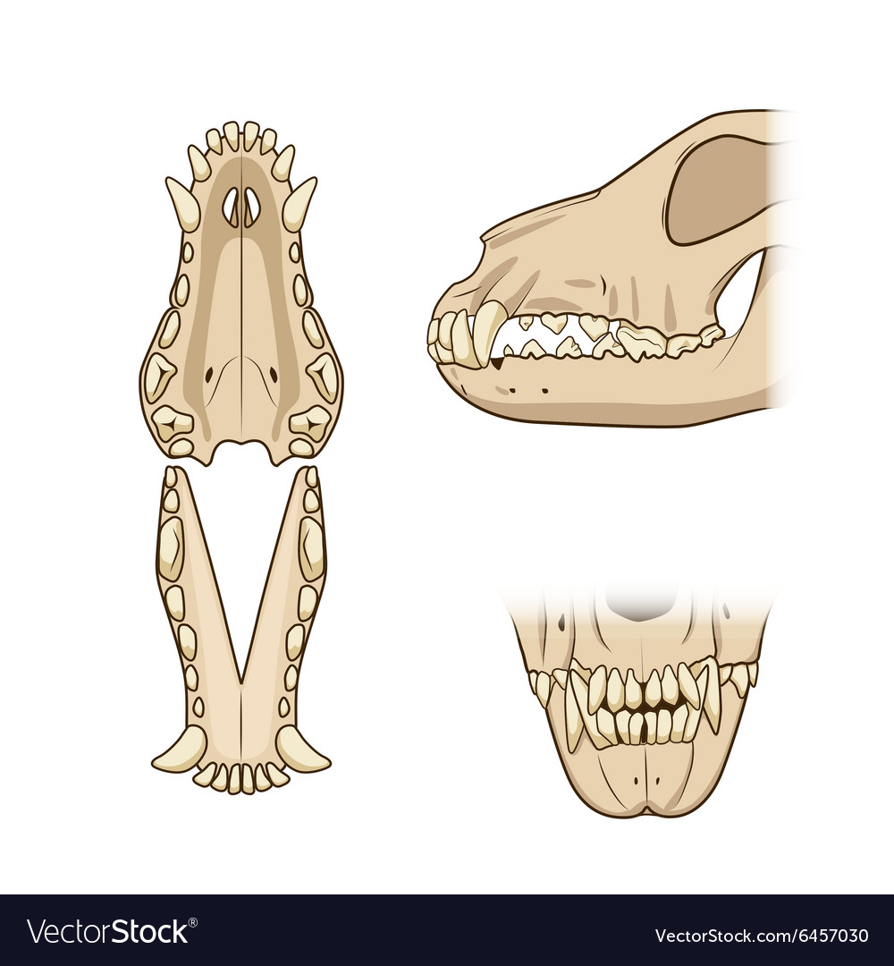 Veterinary teeth dog Royalty Free Vector Image