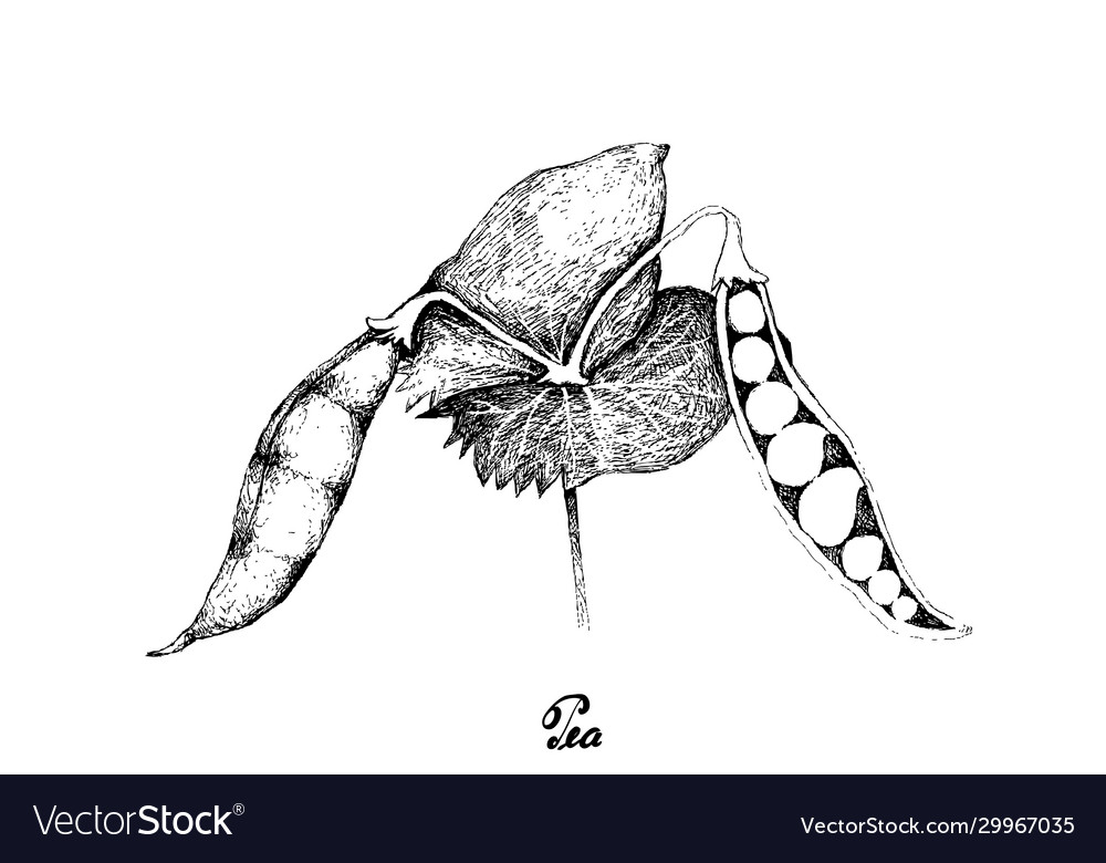 Hand gezeichnet leckere süße grüne Erbse