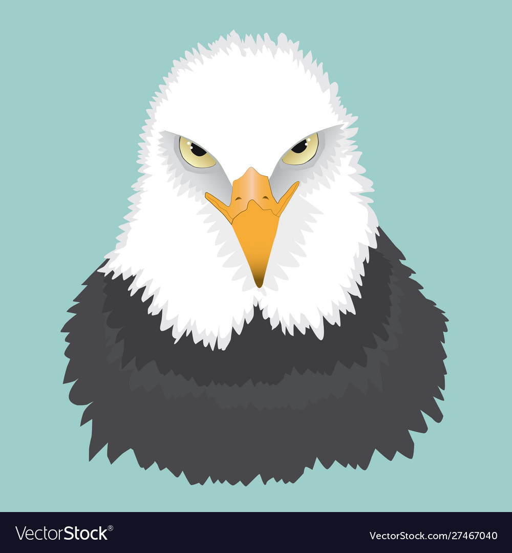 Bald eagle portrait Royalty Free Vector Image - VectorStock