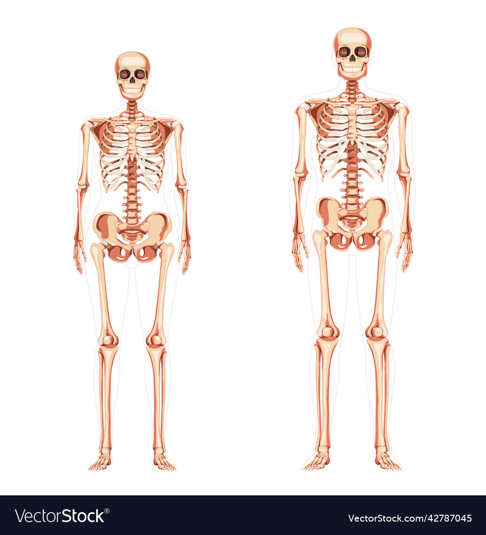 Set of women and men skeleton human body bones