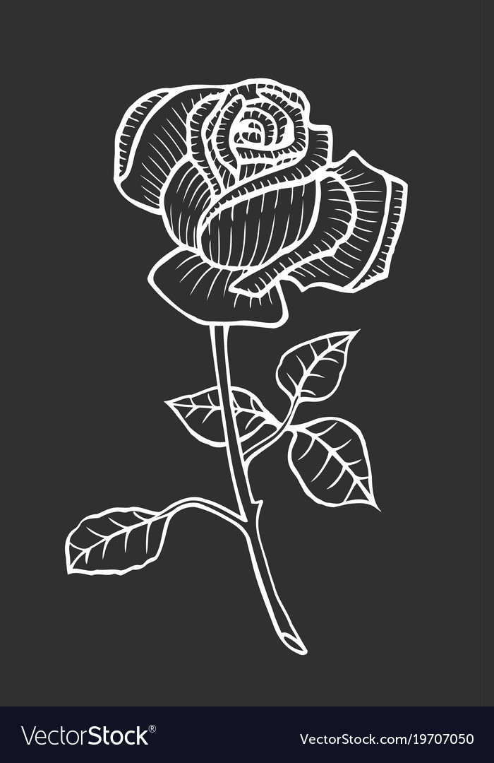 Sketch of rose Royalty Free Vector Image - VectorStock