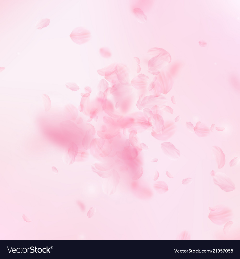 Sakura petals falling down