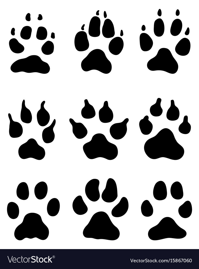 Dog Paw Prints on White
