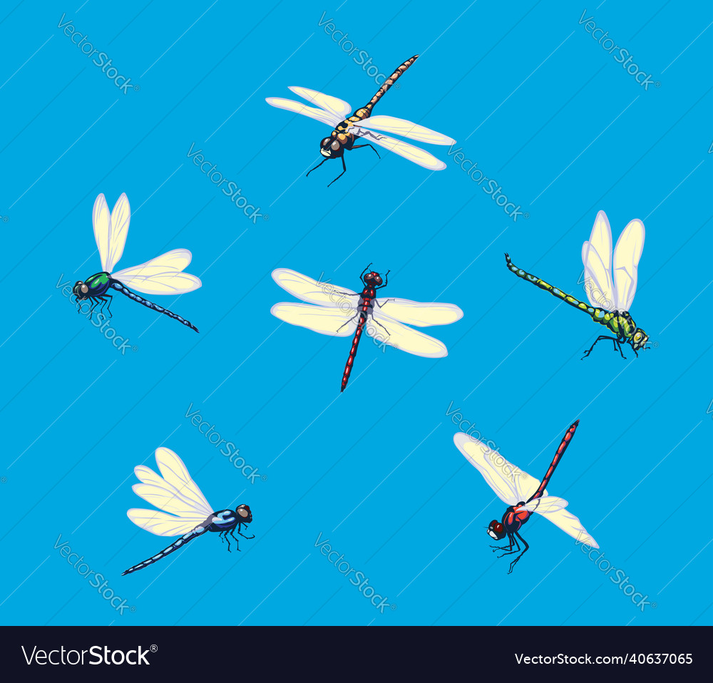 Dragonfly pattern realistic image vector image Dragonfly pattern realistic image