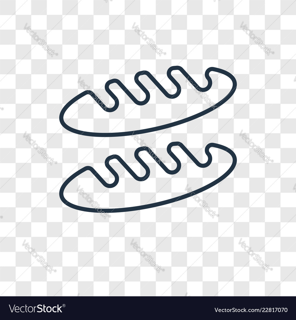 Bread concept linear icon isolated on transparent vector image Bread concept linear icon isolated on transparent