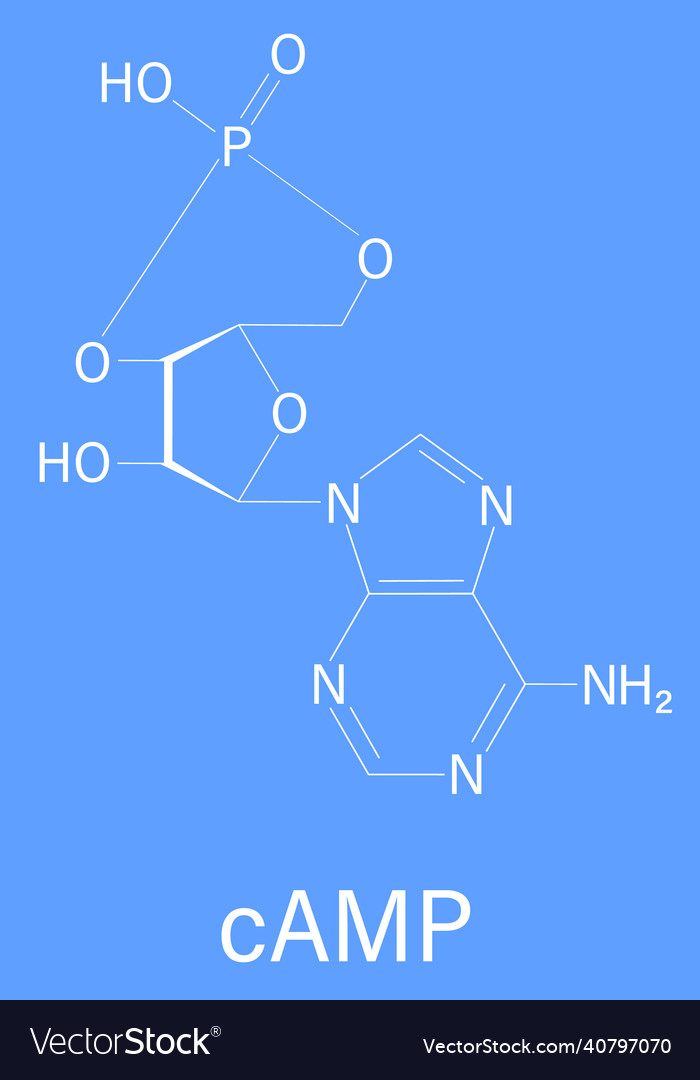 Cyclic adenosine monophosphate or camp molecule Vector Image