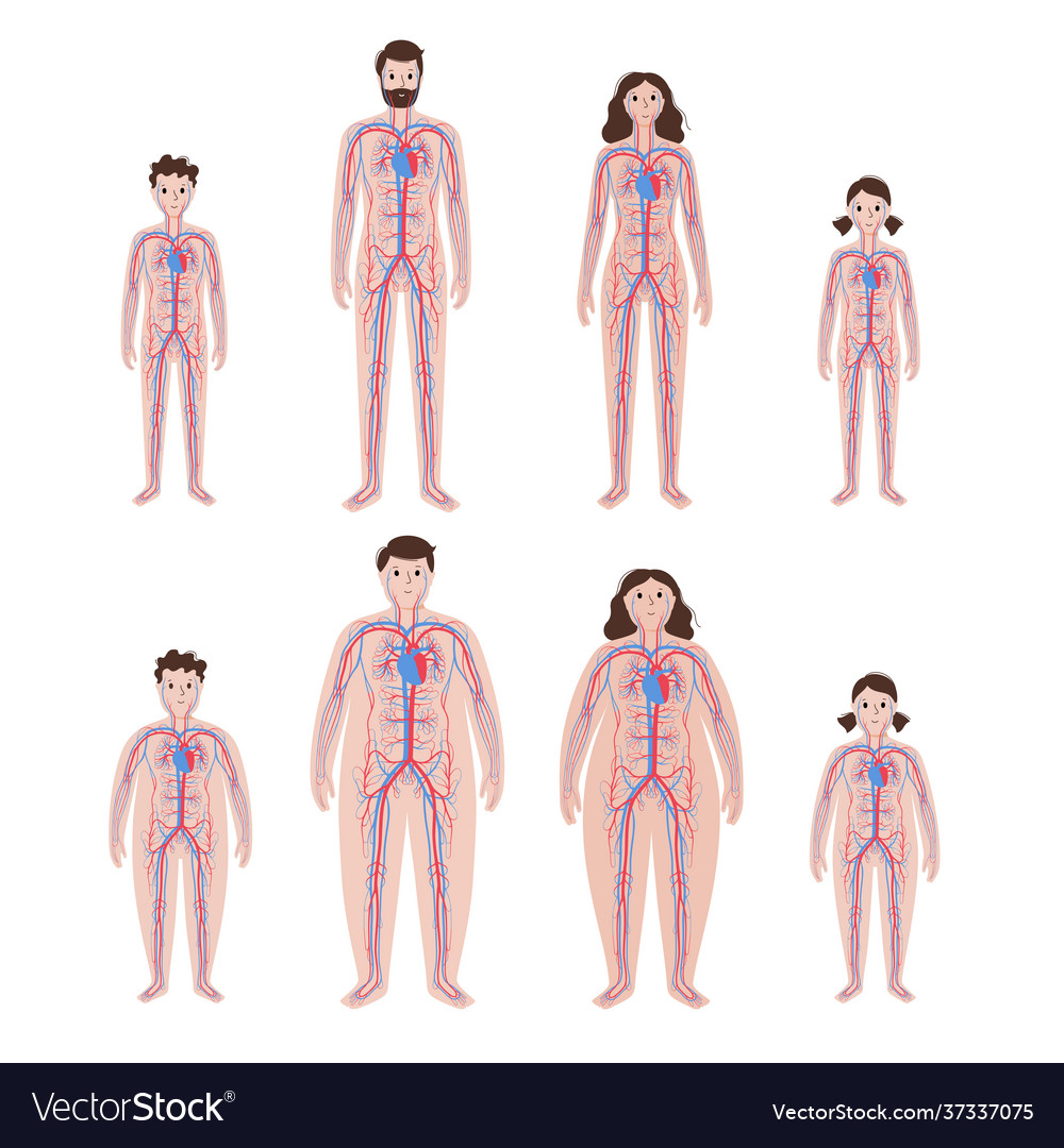 Blood system in obese body