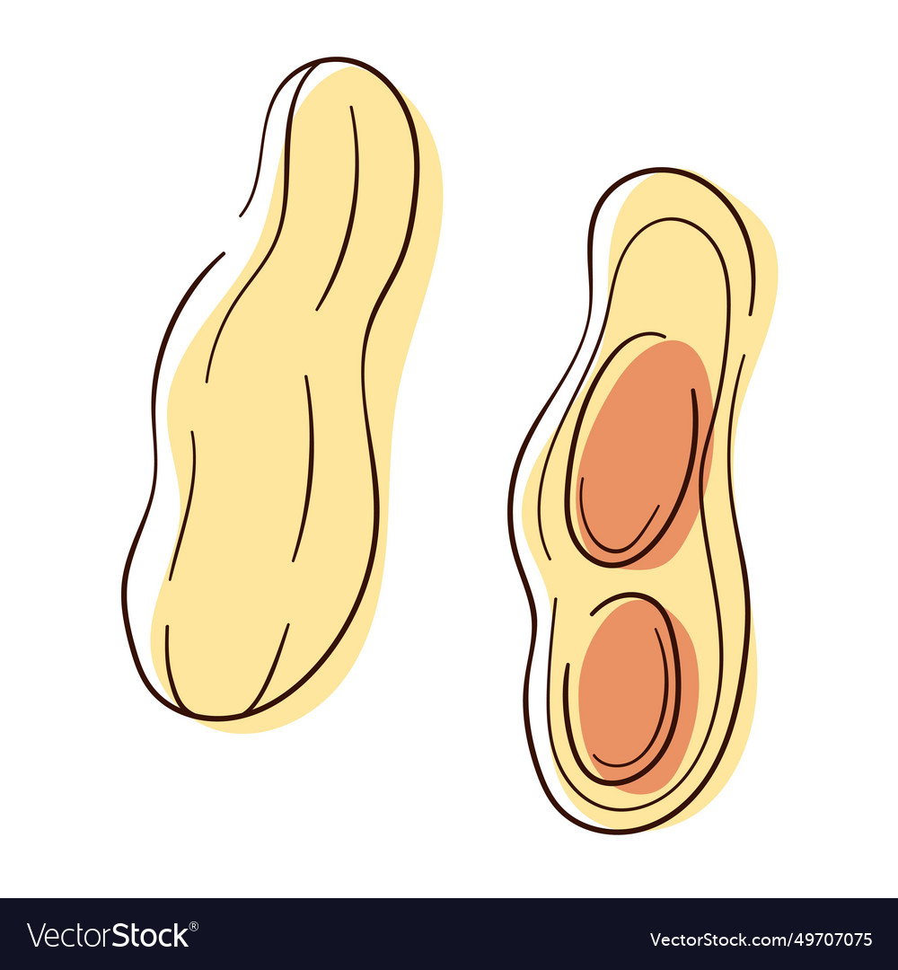 Peanut icon set in line and color art style Vector Image Peanut icon set in line and color art style