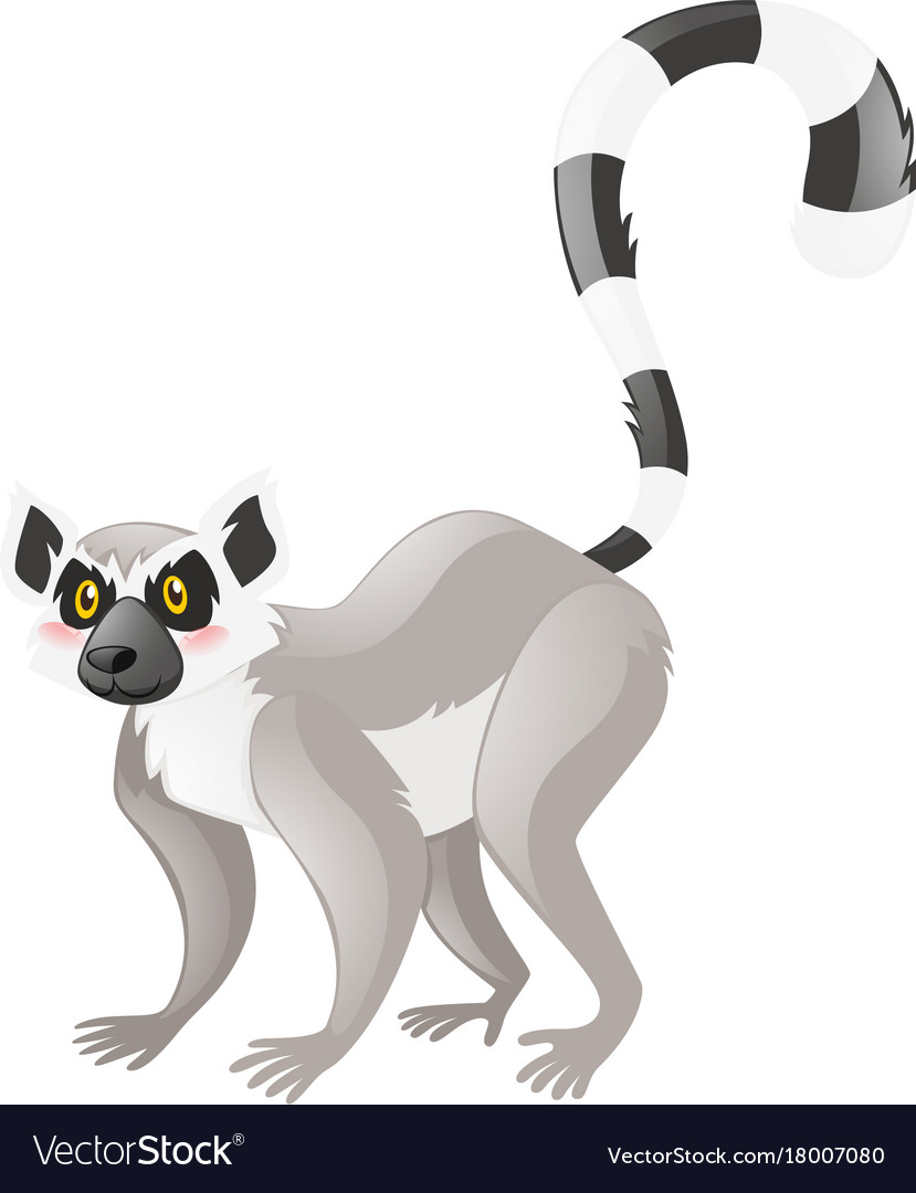 Cute lemur on white background Royalty Free Vector Image