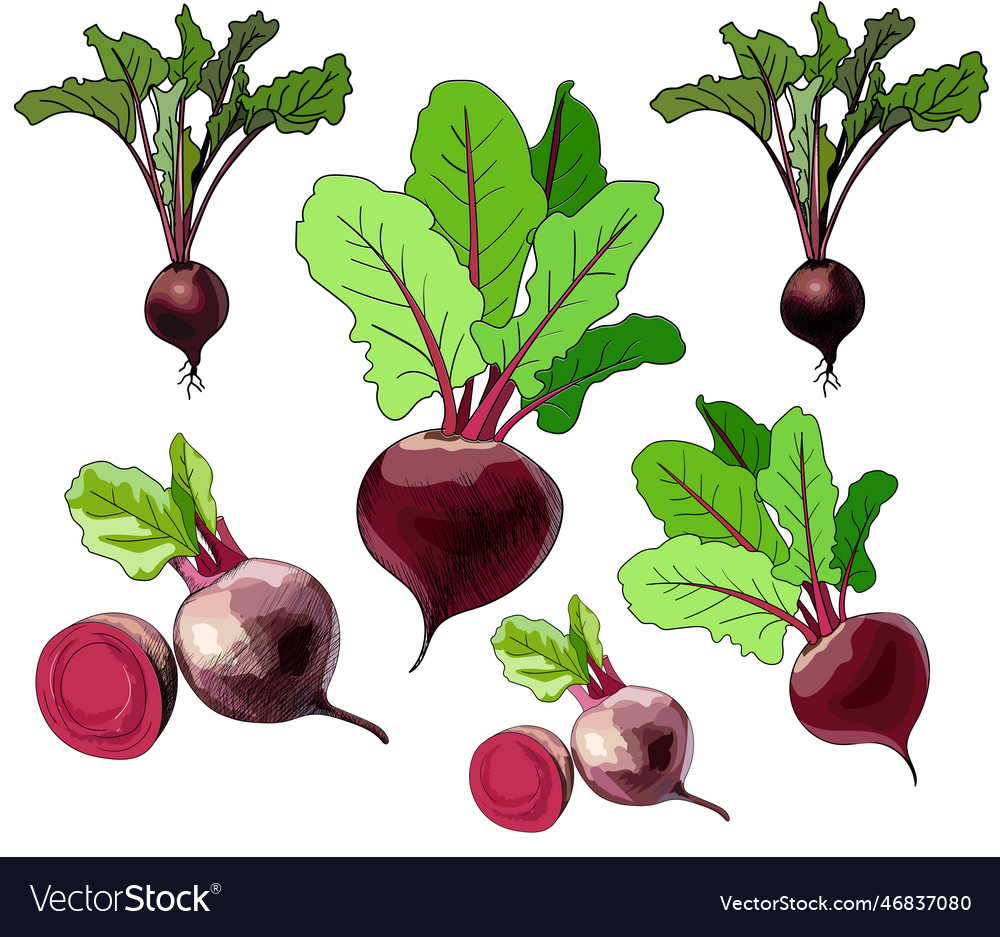 Hand drawing doodle colorful beets